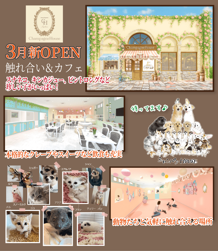 シャンパンハウス｜豊川市の触れ合い＆カフェ｜スナネコ・キンカジュー・ビントロング｜クレープ・スイーツ