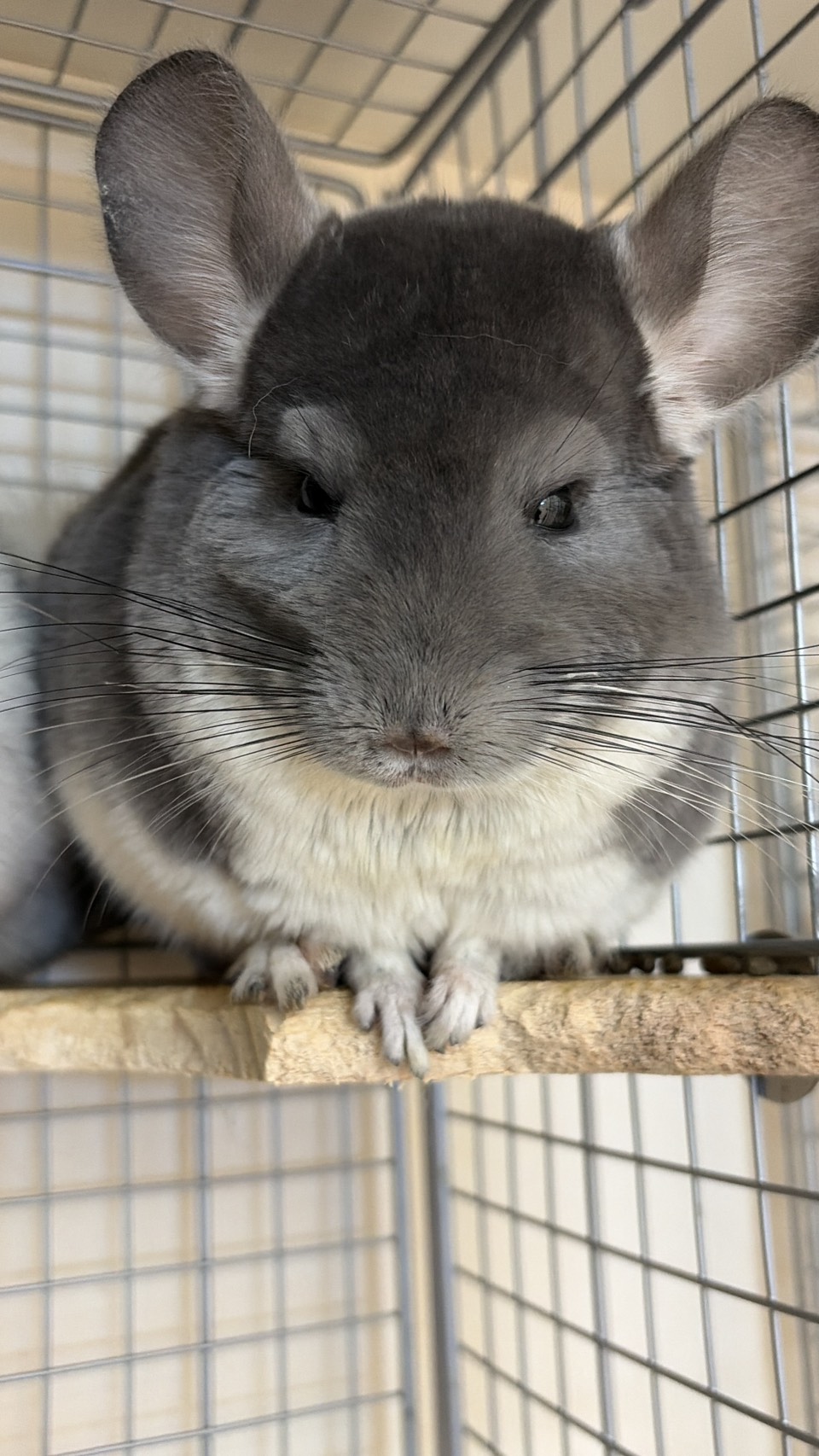 アン