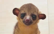 シャンパンハウス｜豊川市の触れ合い＆カフェ｜スナネコ・キンカジュー・ビントロング・フェネック｜クレープ・スイーツ